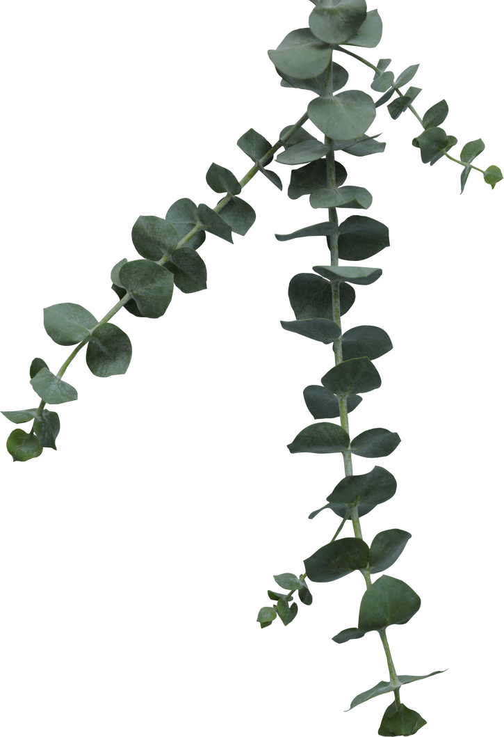 Silver Dollar Eucalyptus Leaves